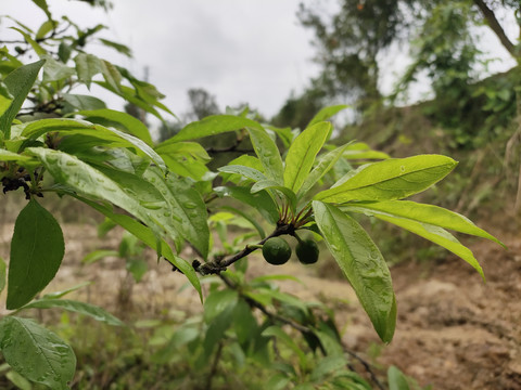 小李子