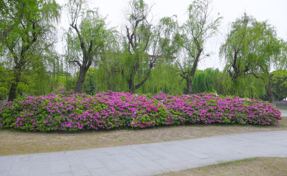 红杜鹃花背景