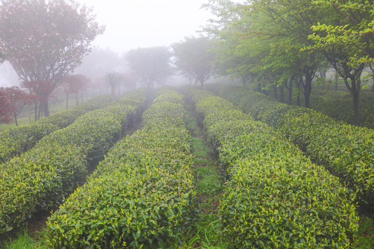 云雾中的茶园