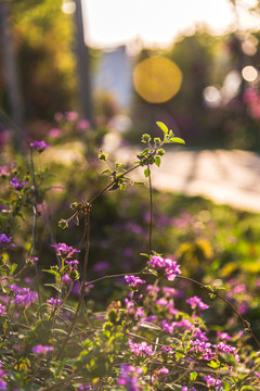 夕阳下的花草