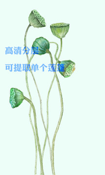 莲蓬国画水彩手绘莲蓬插画