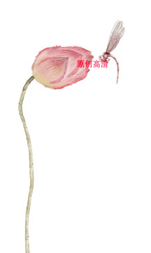 荷花花苞國(guó)畫水彩手繪