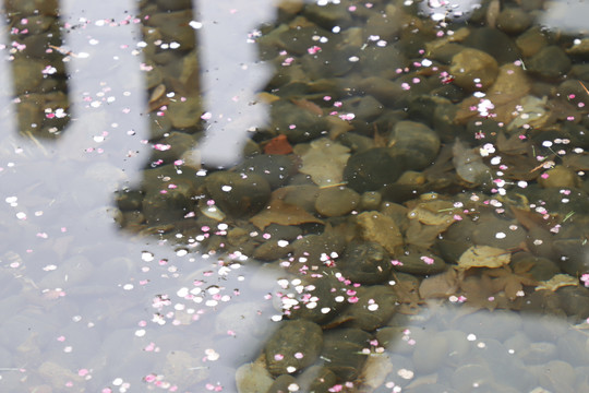 水中花瓣