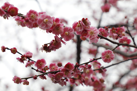 梅花