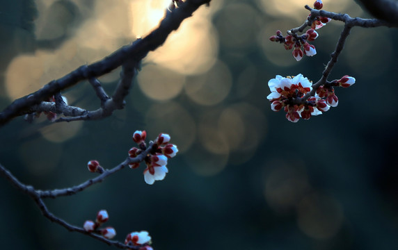 春暖花开