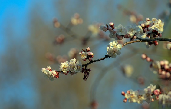 春暖花开