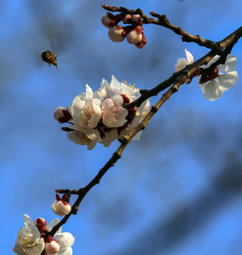 春暖花开