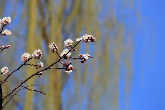 春暖花开