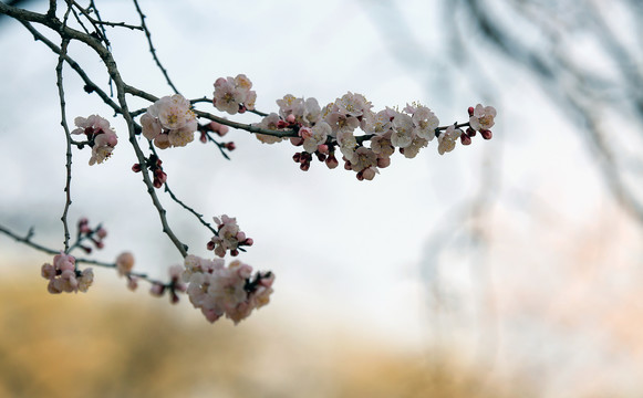 春暖花开