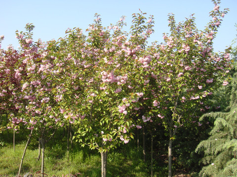 樱花树