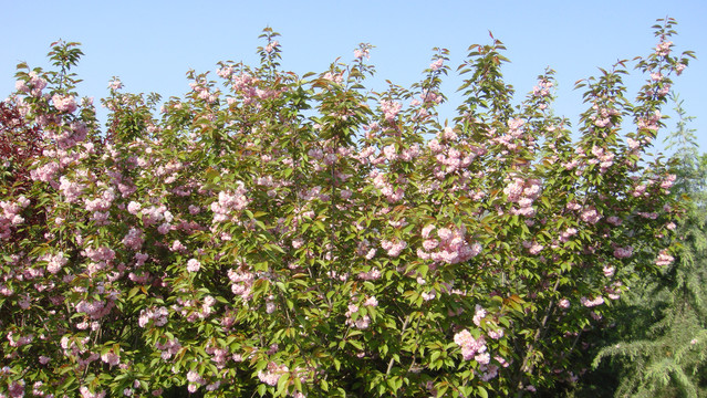 樱花树