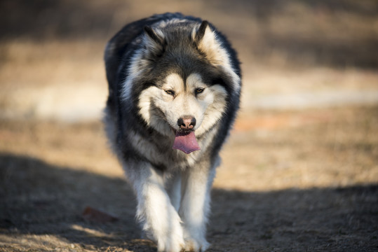 宠物犬哈士奇