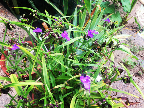 紫鸭趾草