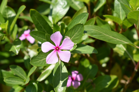 粉红色小花