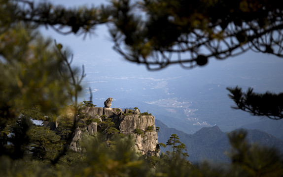 黄山石猴