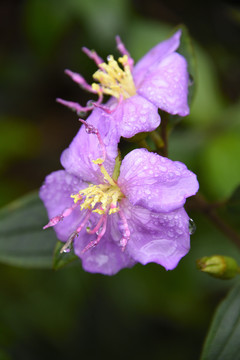 野牡丹花