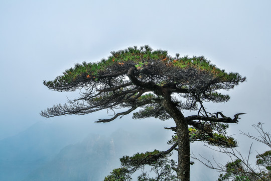 三清山大雾松树