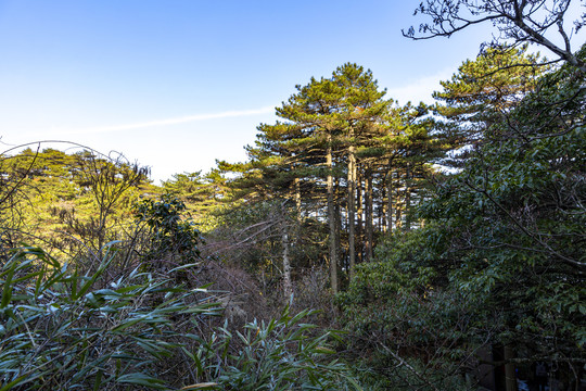 三清山阳光海岸松树