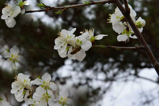 樱花