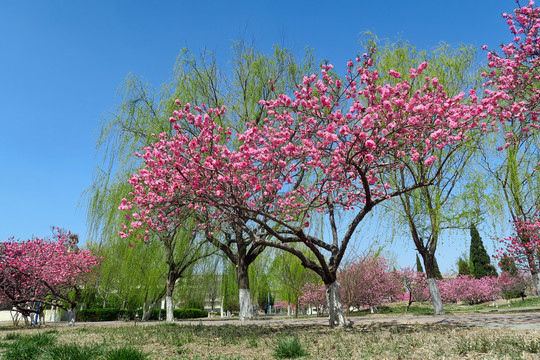 春天桃花