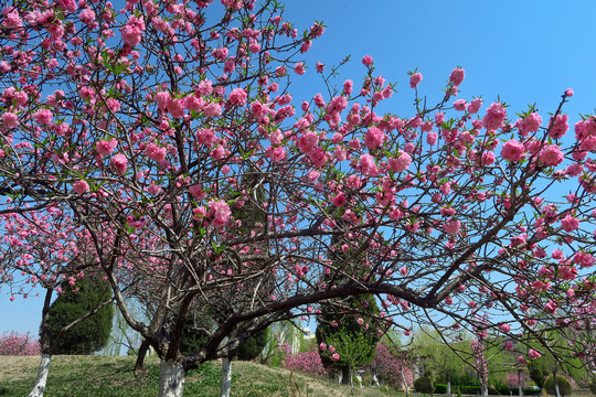 春天桃花