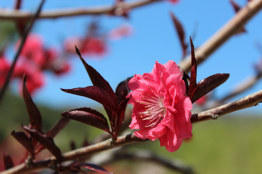 桃花