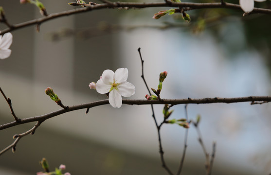 春天的花