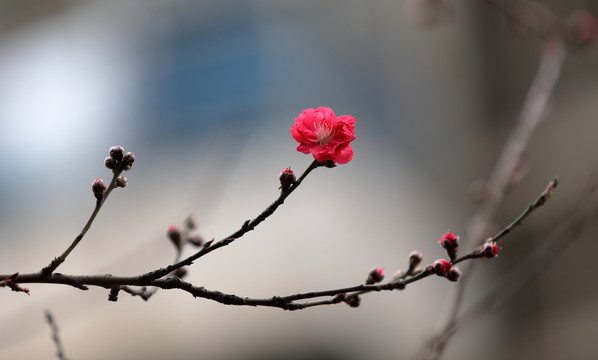 红色樱花