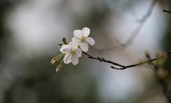 春天的花