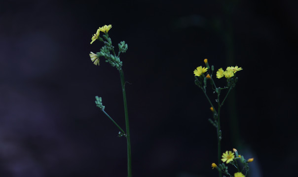 山花野花