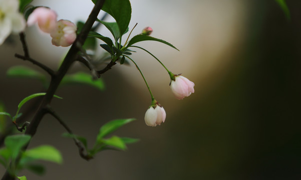 百花盛开