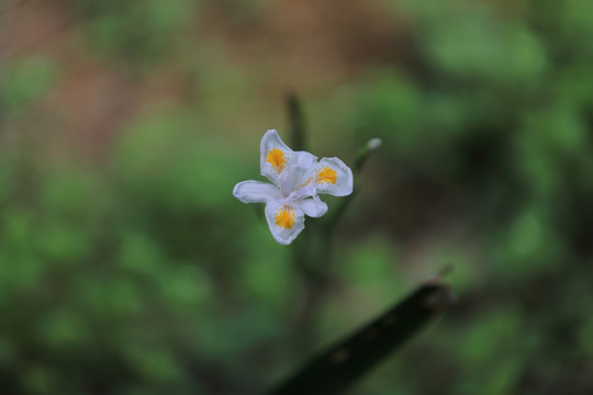 白鸢尾花