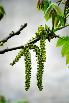 核桃树开花