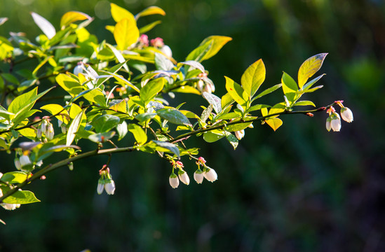 蓝莓花