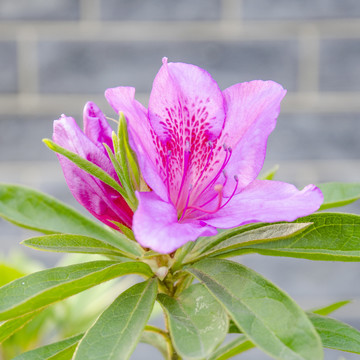 杜鹃花唯美特写