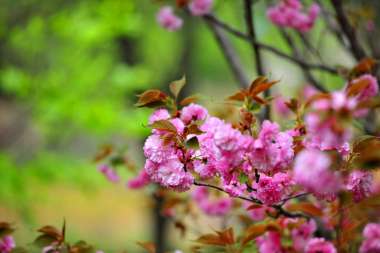 樱花