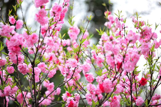 桃花满枝