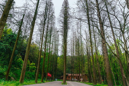 九江天花井森林公园风景