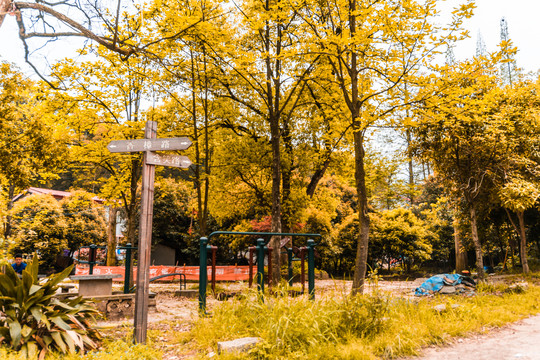 九江天花井森林公园风景