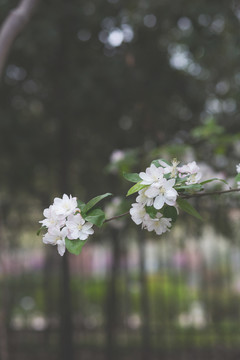 春天盛開的海棠花