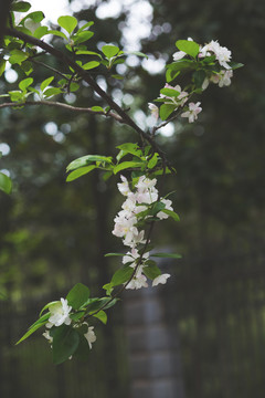 春天盛开的海棠花