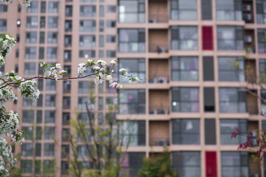 春天盛开的海棠花