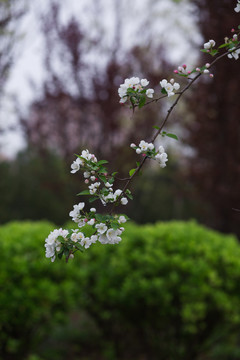 春天盛开的海棠花