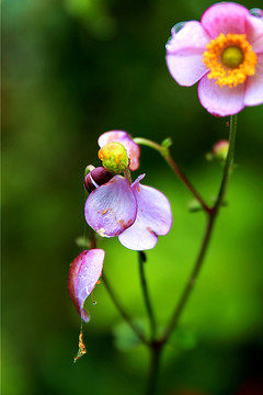 野棉花