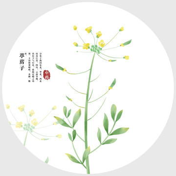 葶藶子