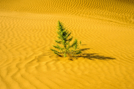 沙漠植物顽强生命