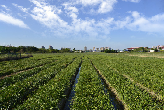 漳州水仙花种植基地