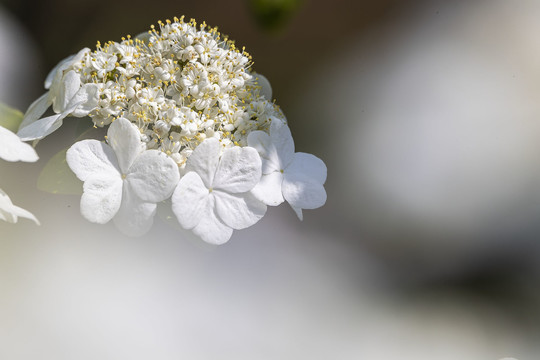 琼花