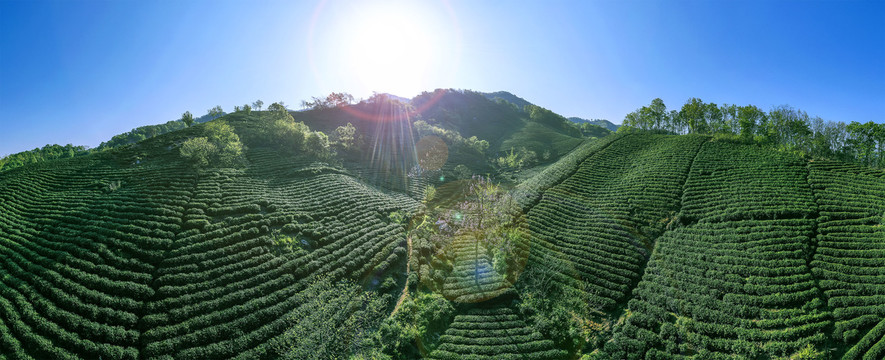 茶山茶田宽幅大图