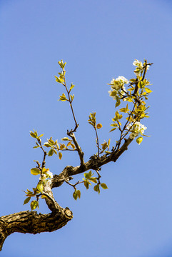 梨花枝